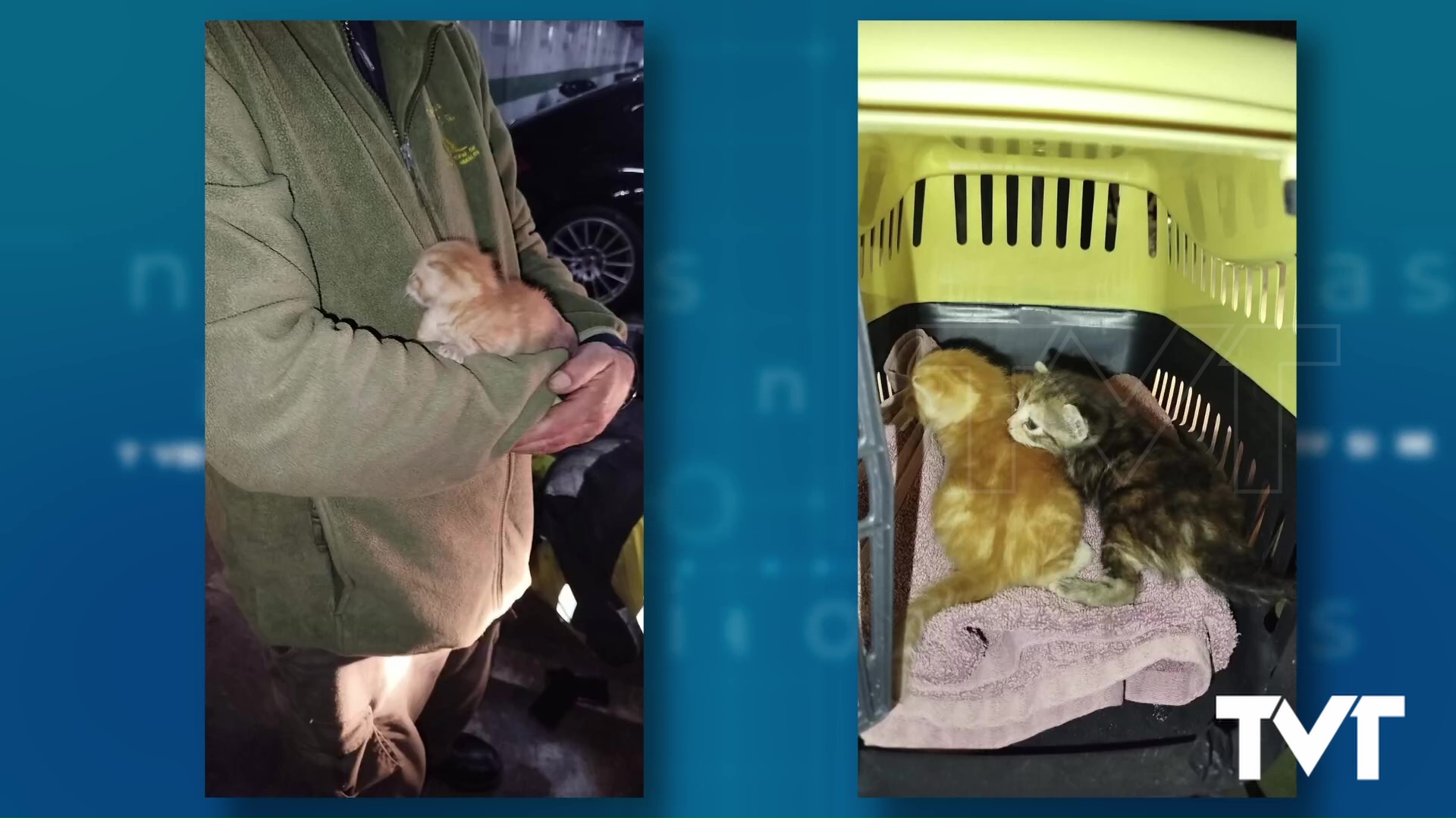 Imagen de Rescate de animales en un vehículo estacionado