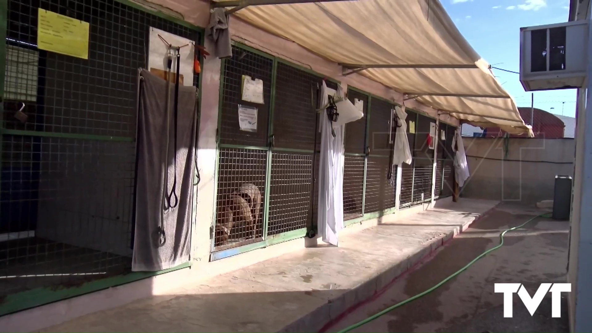 Imagen de El albergue municipal de animales formalizó cerca de 300 adopciones de perros y gatos durante 2025