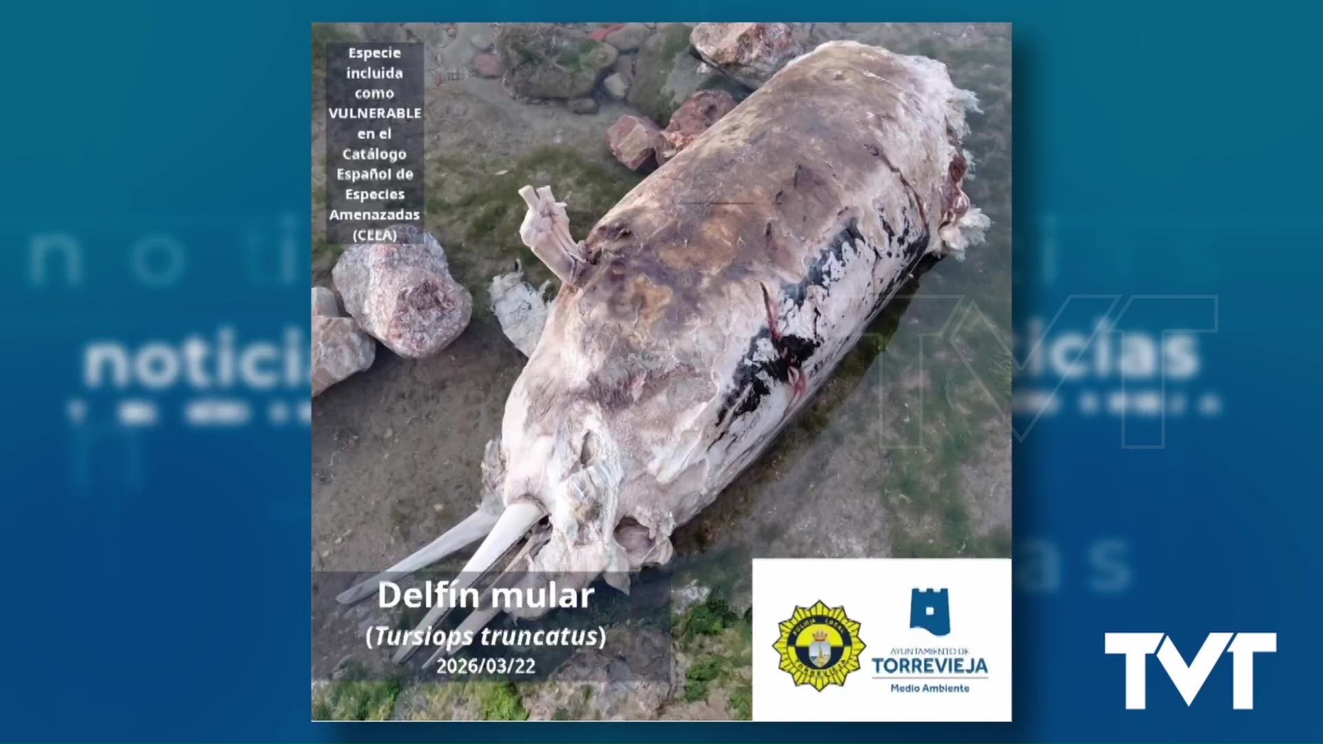 Imagen de Encontrado en Cala de la Zorra el cadáver de un delfín mular en avanzado estado de descomposición