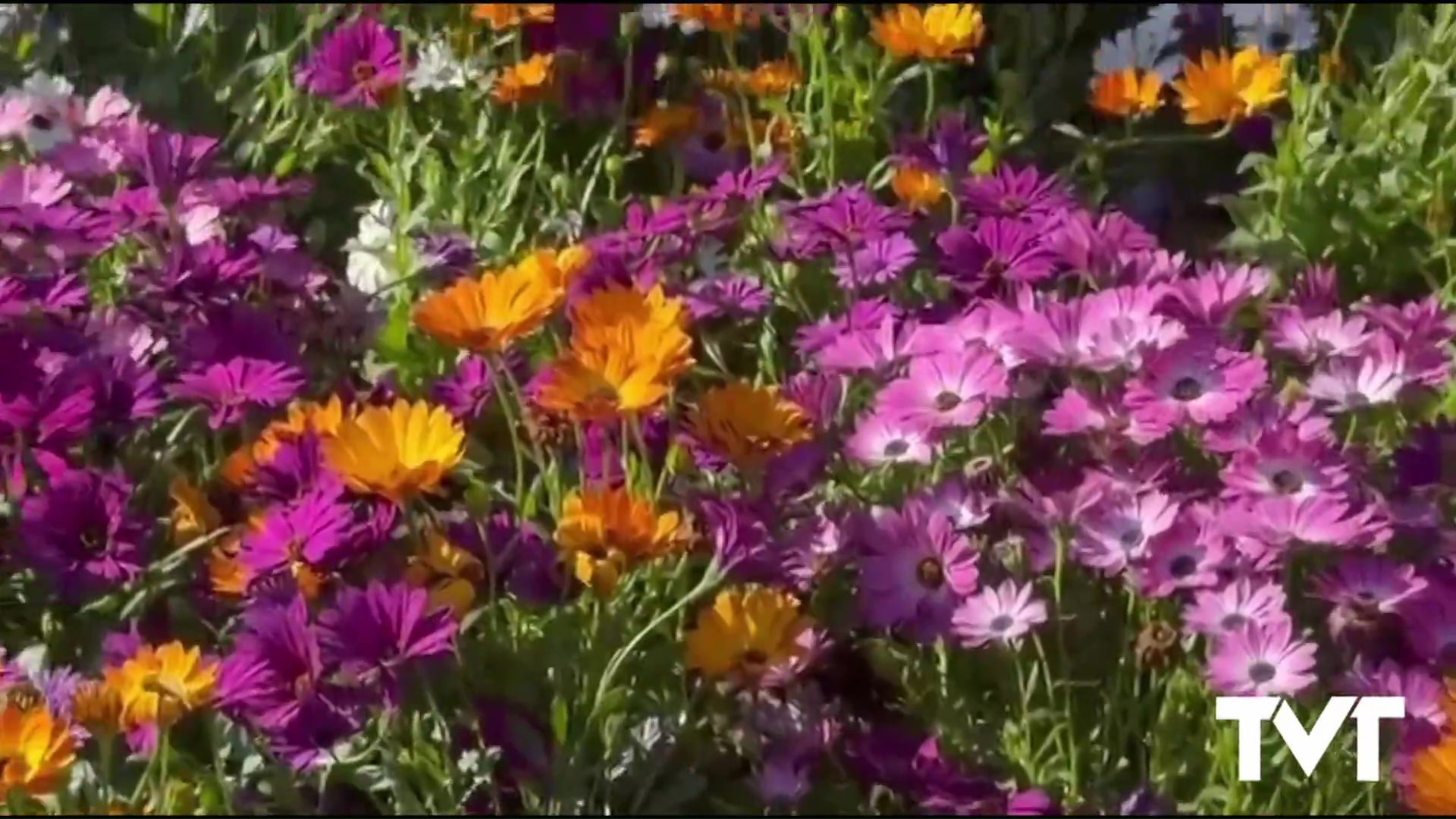 Imagen de Refuerzo de la imagen urbana  con la plantación de flores 