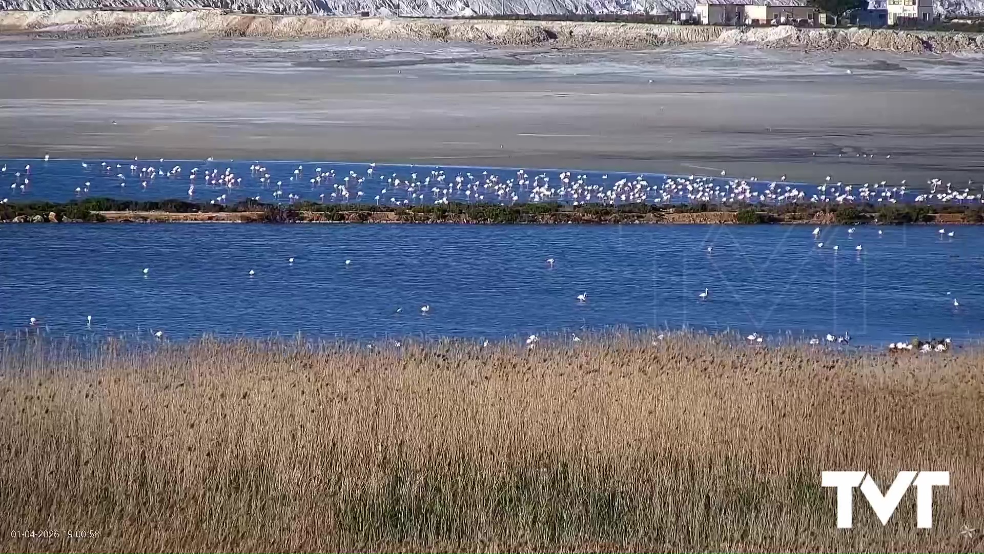 Imagen de Proyecto Mastral estrena nueva webcam