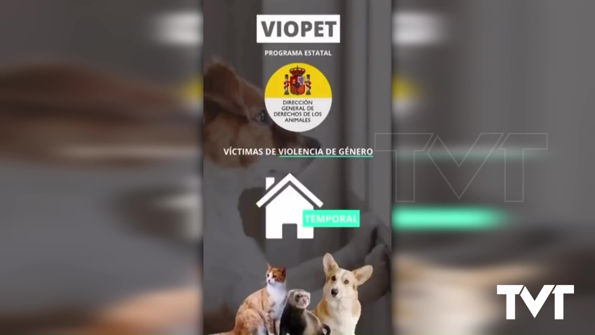 Imagen de Sueña Torrevieja propone la adhesión de Torrevieja al programa «Viopet»