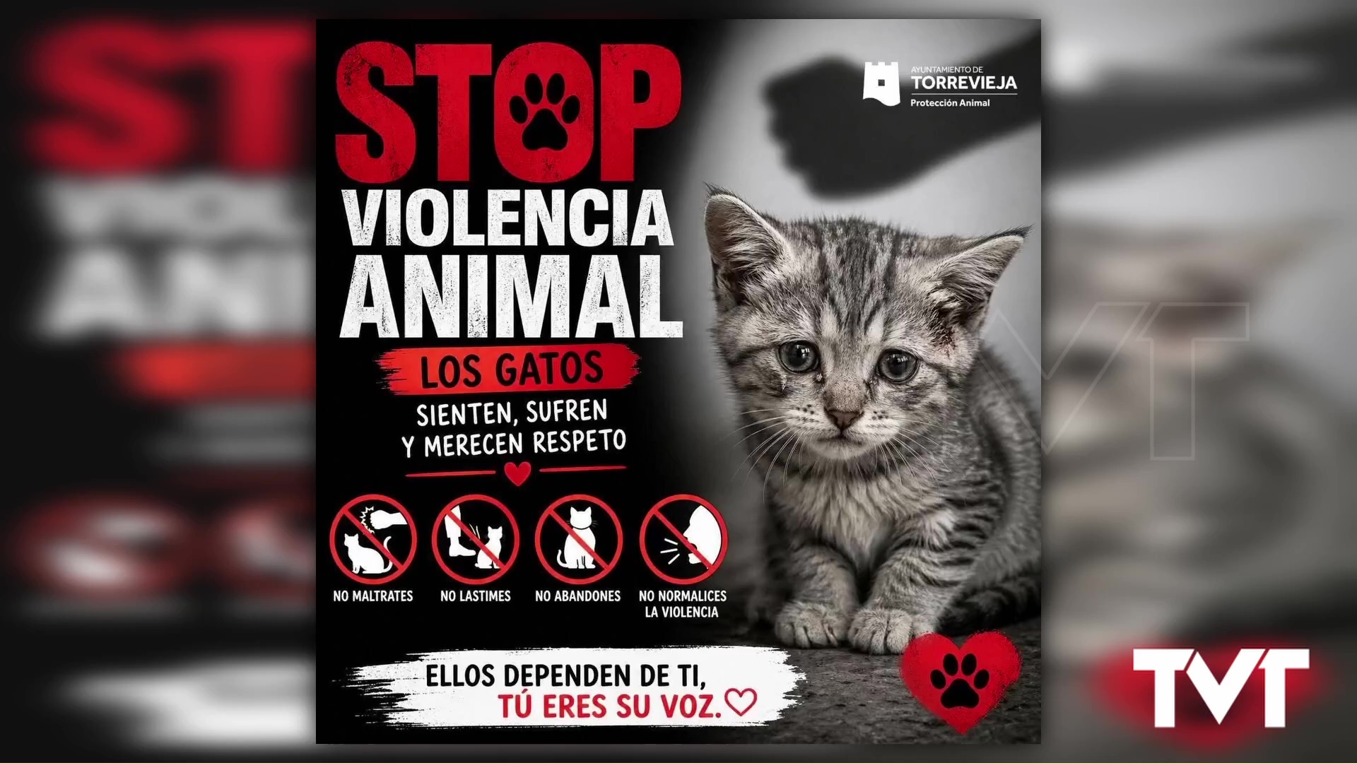 Imagen de Un individuo mata a golpes a una gata en plena calle. Ha ocurrido en Torrevieja