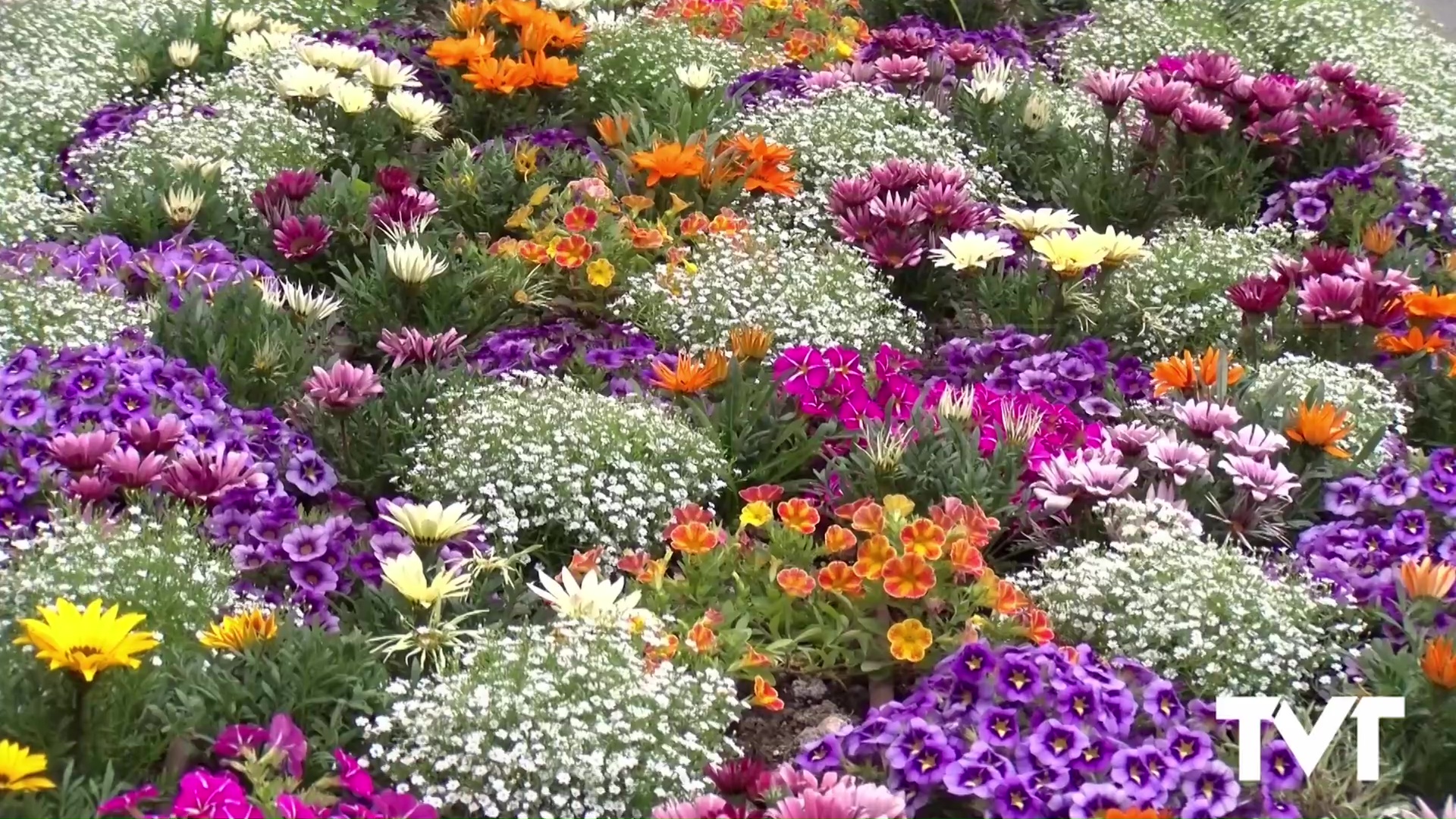 Imagen de Nuevas plantaciones de temporada en el Paseo Vista Alegre y  calle Campoamor