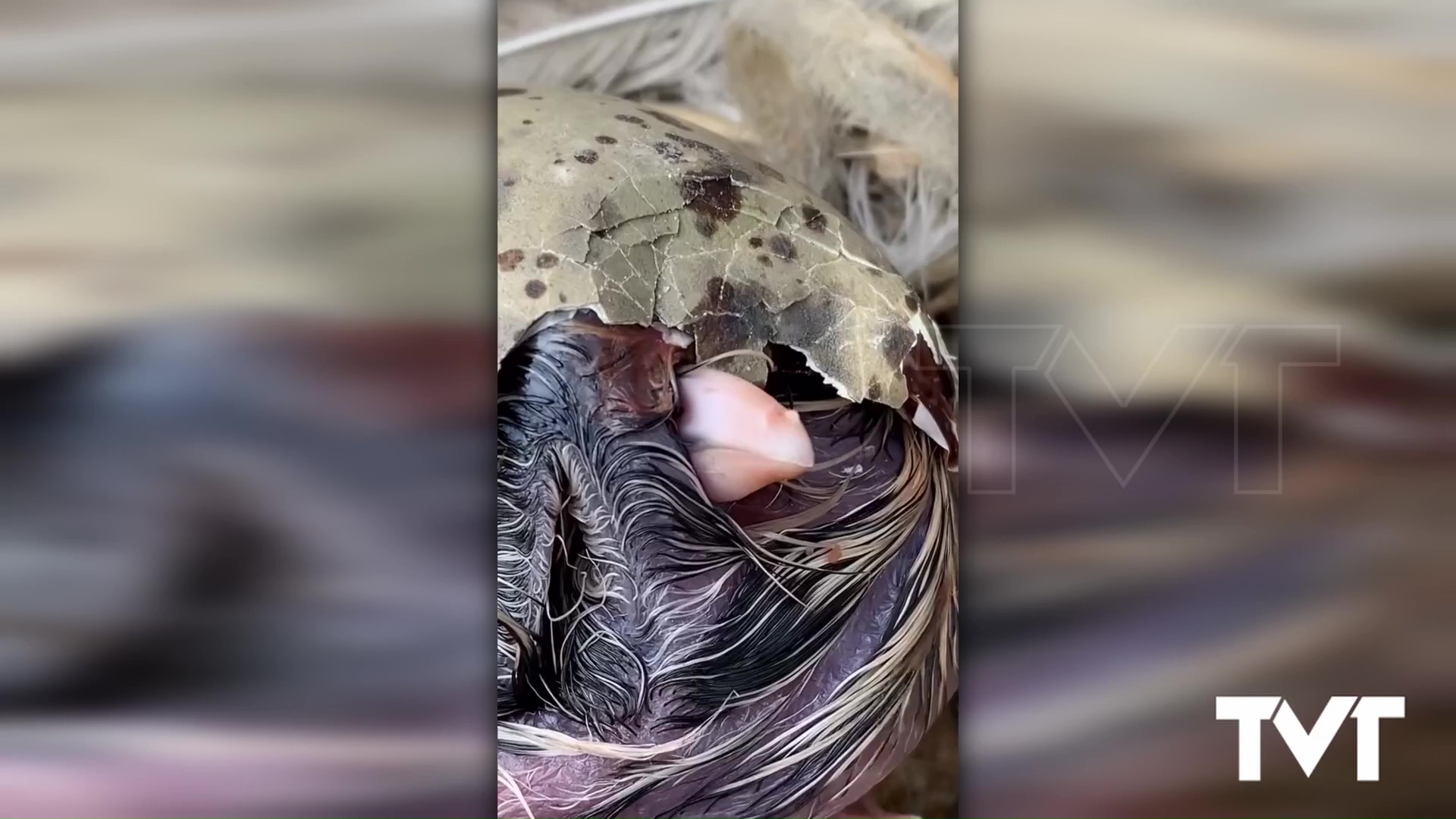 Imagen de Así rompe su cascarón un pollo de gaviota de Audouin
