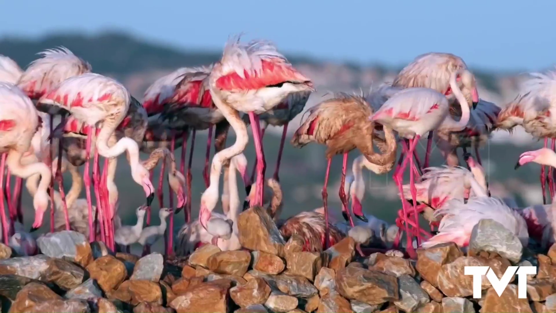 Imagen de  Así es la nueva colonia de pollos de flamenco nacidos esta semana en nuestro parque natural