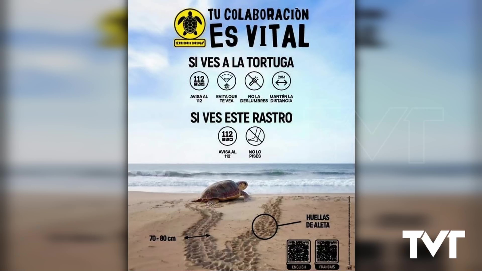 Imagen de Arranca la campaña «Alerta tortuga 2026» 