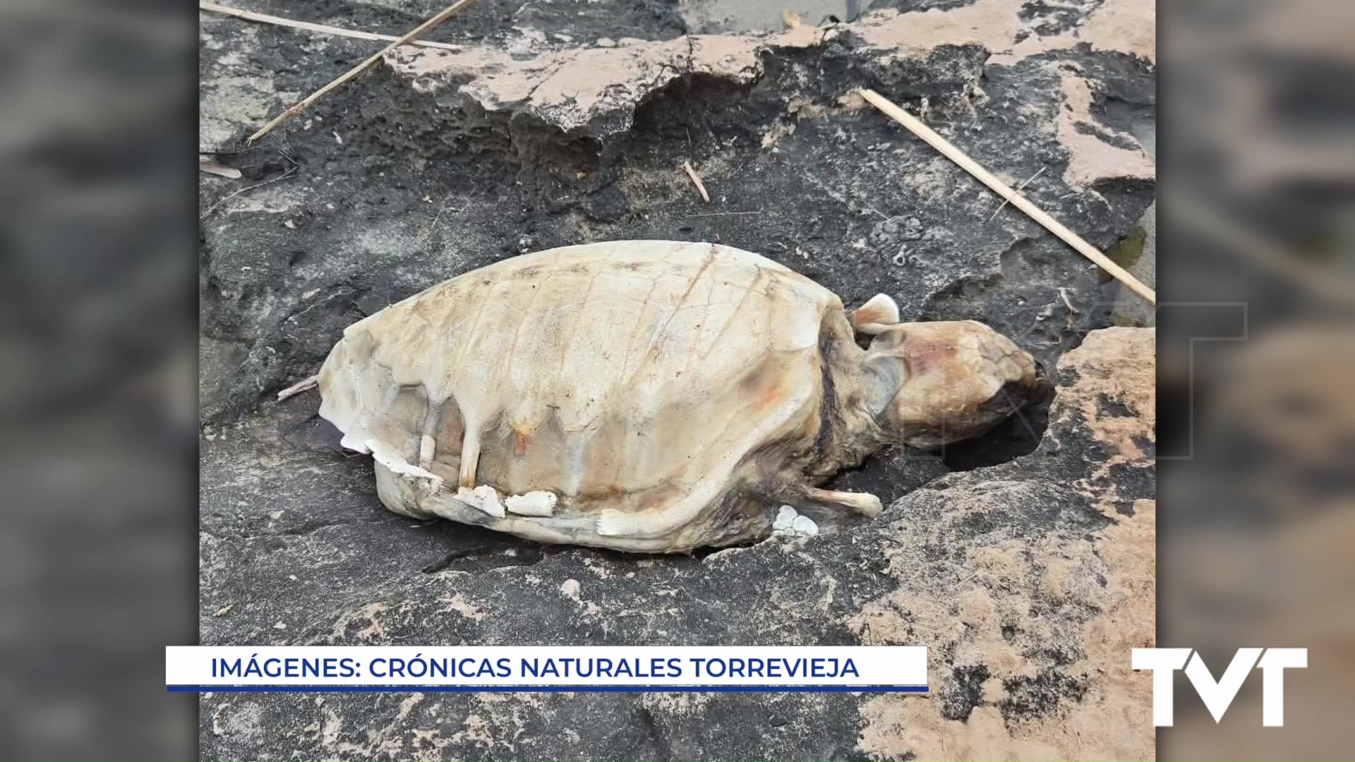 Imagen de Varamientos de varios ejemplares en nuestras costas