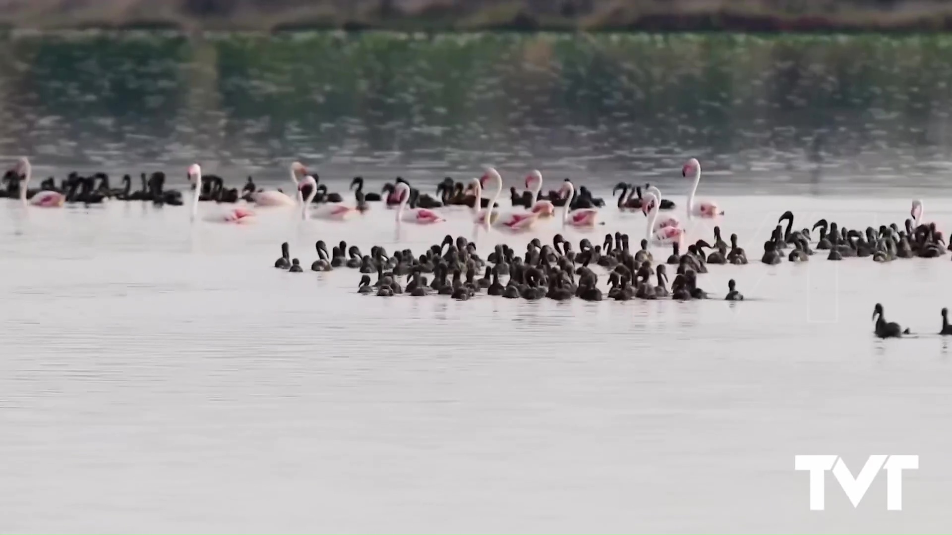 Imagen de os polluelos de flamenco del parque natural “se van de excursión”